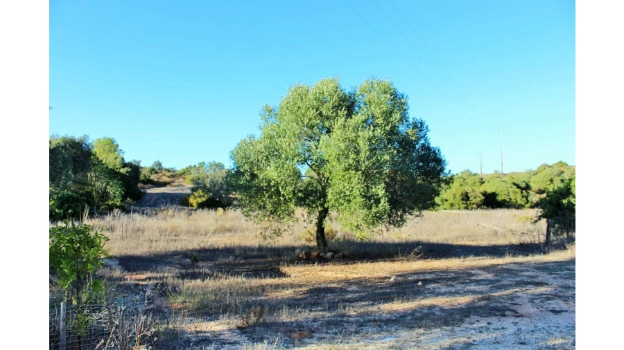 Negócio para Venda em Vila do Bispo e Raposeira Foto 1