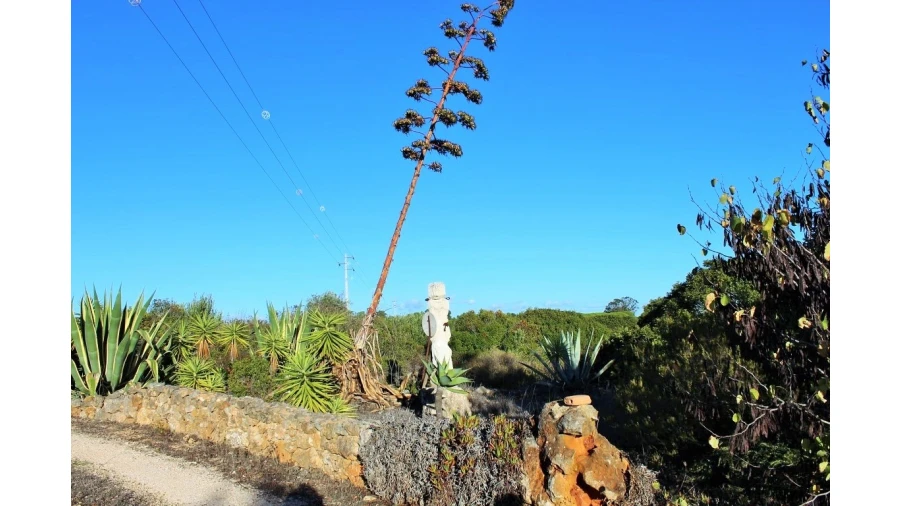 Negócio para Venda em Vila do Bispo e Raposeira Foto 68