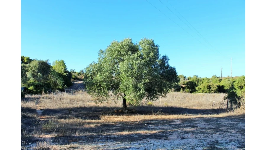 Negócio para Venda em Vila do Bispo e Raposeira Foto 57