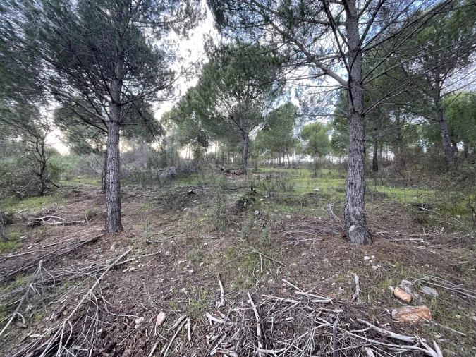 Quinta T5 para Venda em Escalos de Baixo e Mata Foto 21