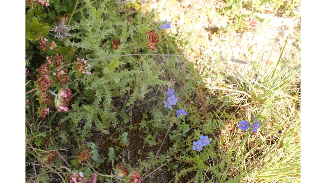 Terreno para Venda em Aveiras de Baixo Foto 17