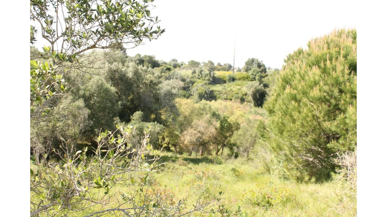 Terreno para Venda em Aveiras de Baixo Foto 18