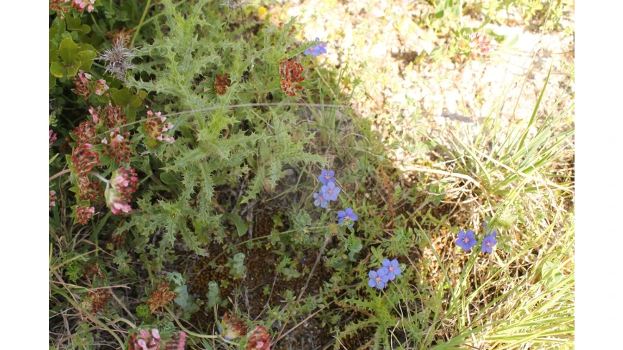 Terreno para Venda em Aveiras de Baixo Foto 17