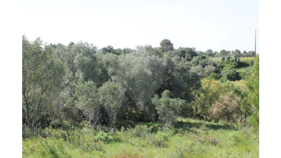 Terreno para Venda em Aveiras de Baixo Foto 21