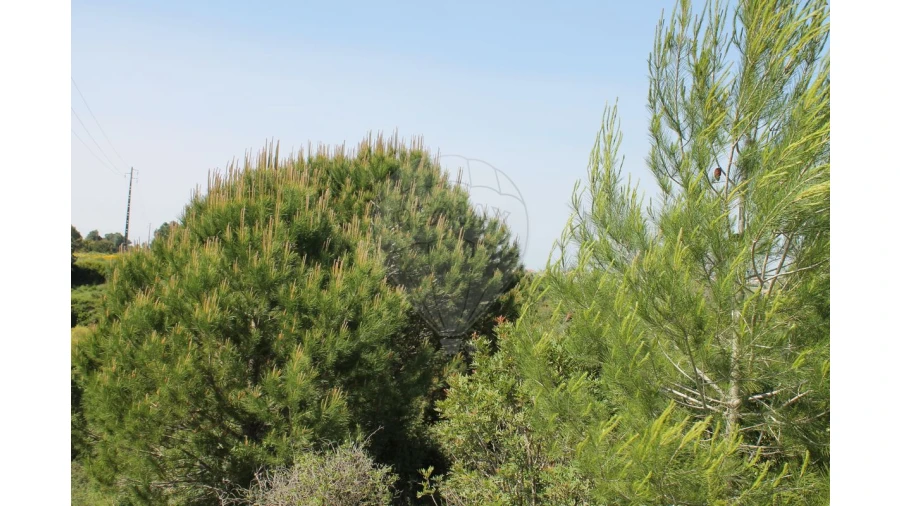 Terreno para Venda em Aveiras de Baixo Foto 24