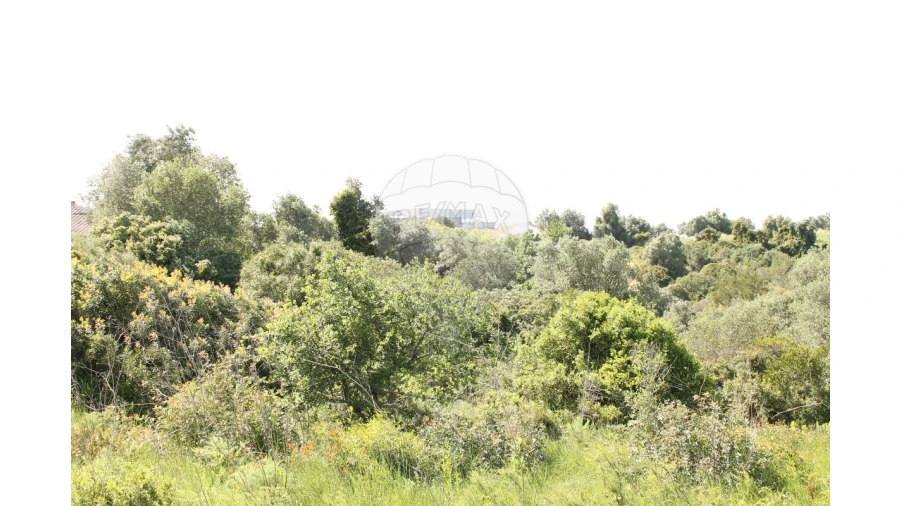 Terreno para Venda em Aveiras de Baixo Foto 15
