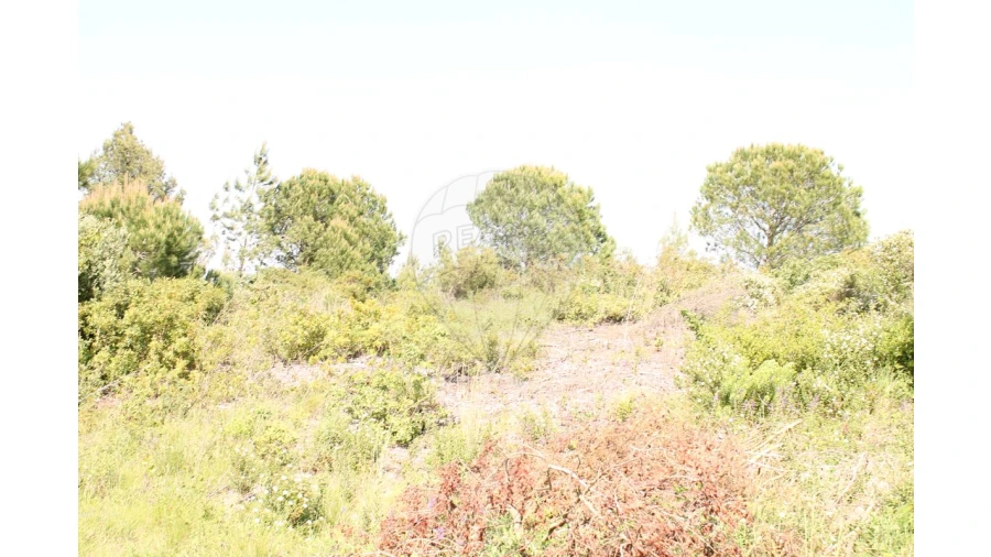 Terreno para Venda em Aveiras de Baixo Foto 13