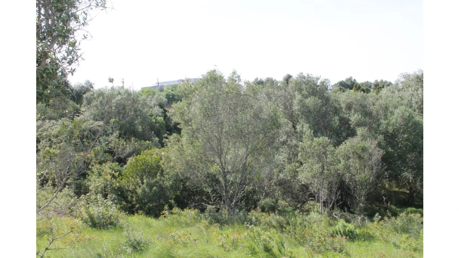 Terreno para Venda em Aveiras de Baixo Foto 22