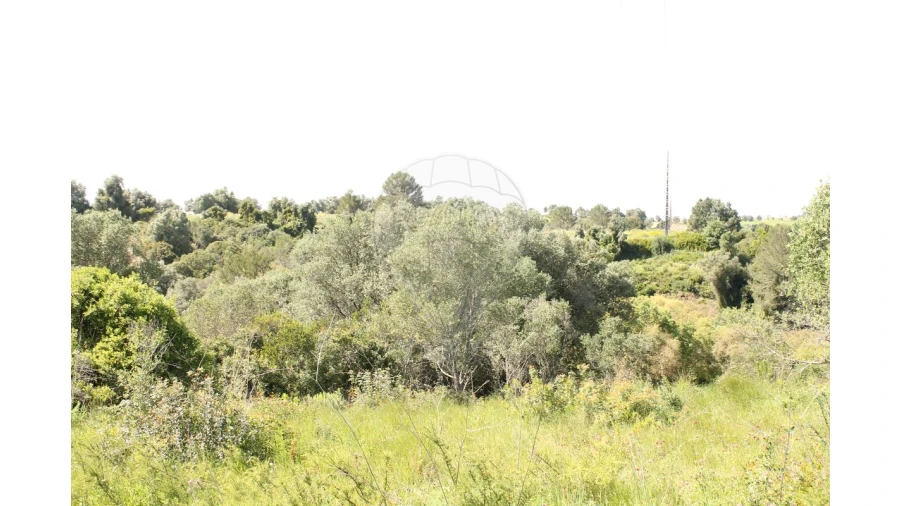 Terreno para Venda em Aveiras de Baixo Foto 14
