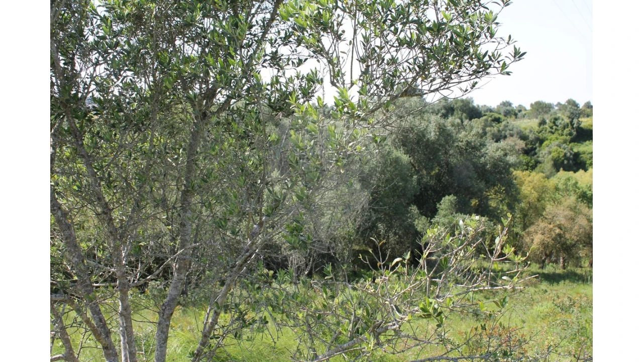 Terreno para Venda em Aveiras de Baixo Foto 20