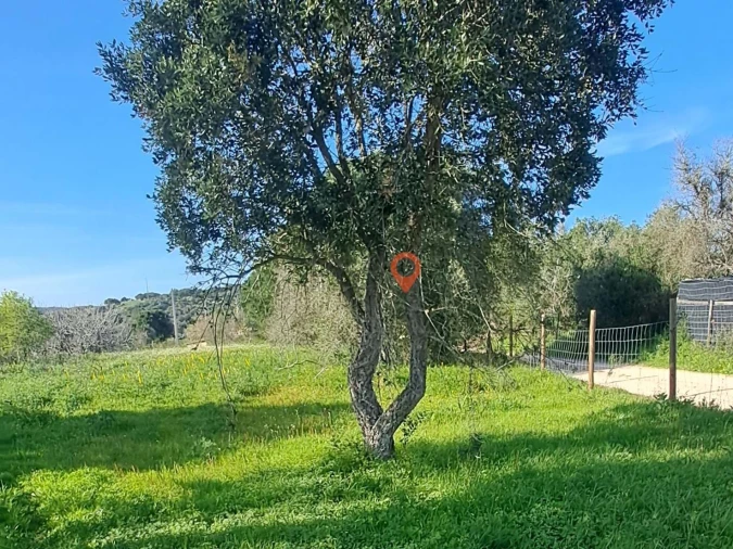 Terreno para Venda em Barão de São Miguel Foto 3