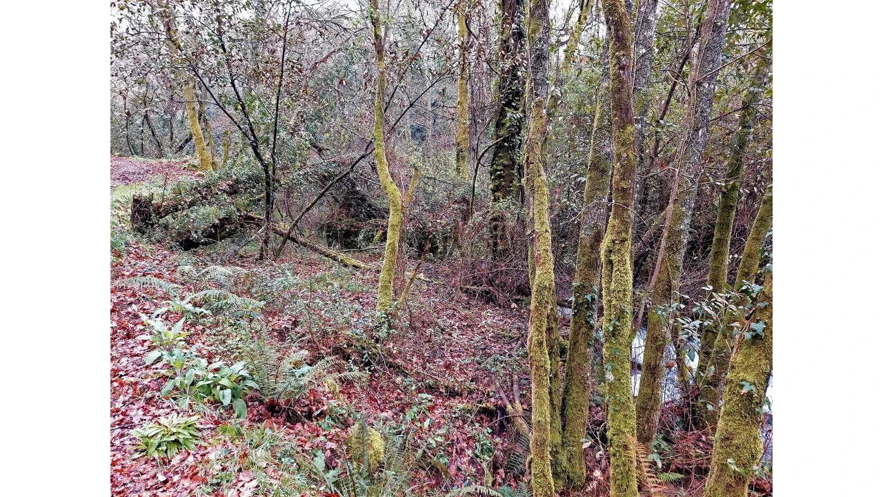 Moradia T1 para Venda em Bordonhos Foto 8