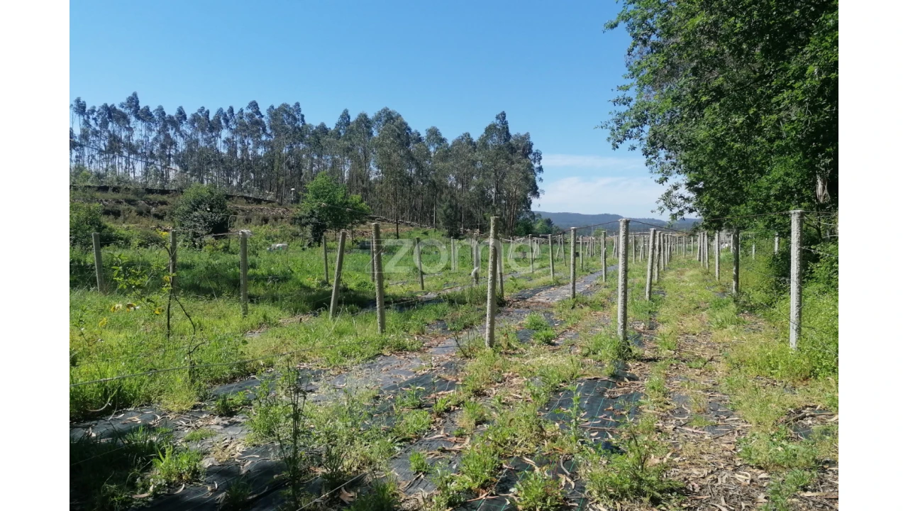 Terreno para Venda em Fradelos Foto 21
