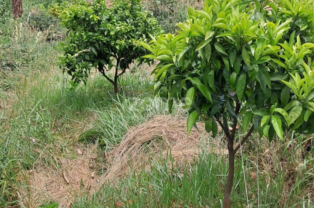 Terreno para Venda em Fradelos Foto 3