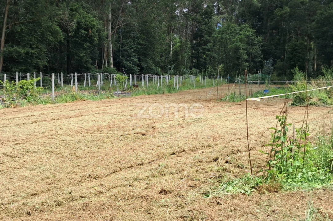 Terreno para Venda em Fradelos Foto 2