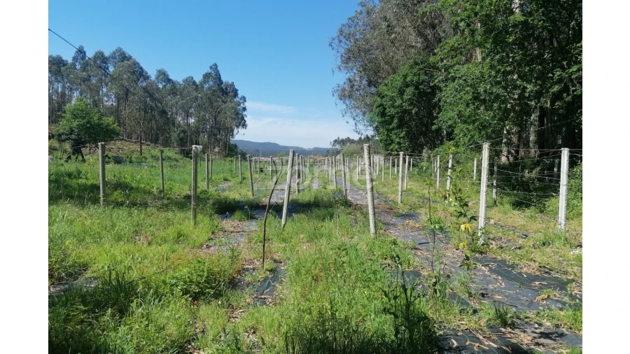 Terreno para Venda em Fradelos Foto 20