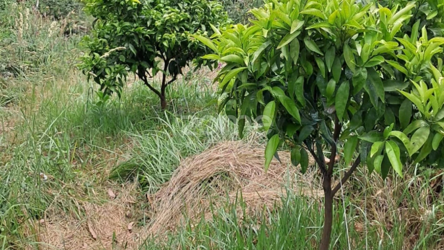 Terreno para Venda em Fradelos