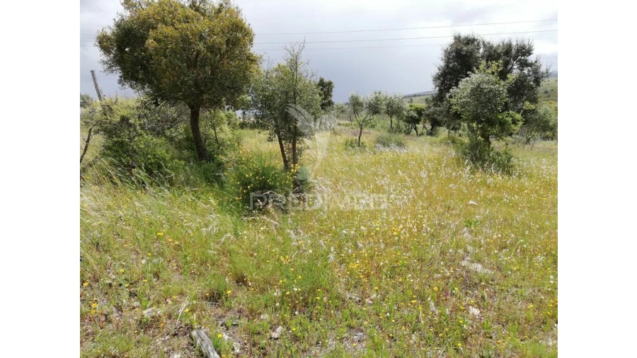 Terreno para Venda em Montalvão Foto 3