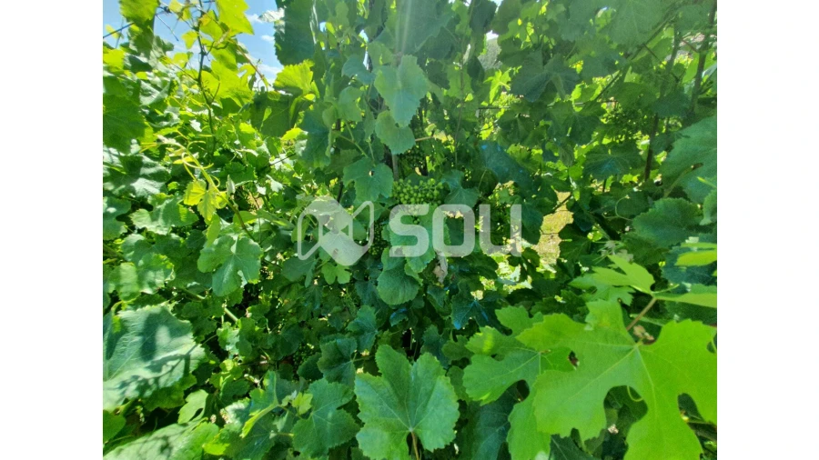 Apartamento T0 para Venda em Santa Cruz do Douro e São Tomé de Covelas Foto 9