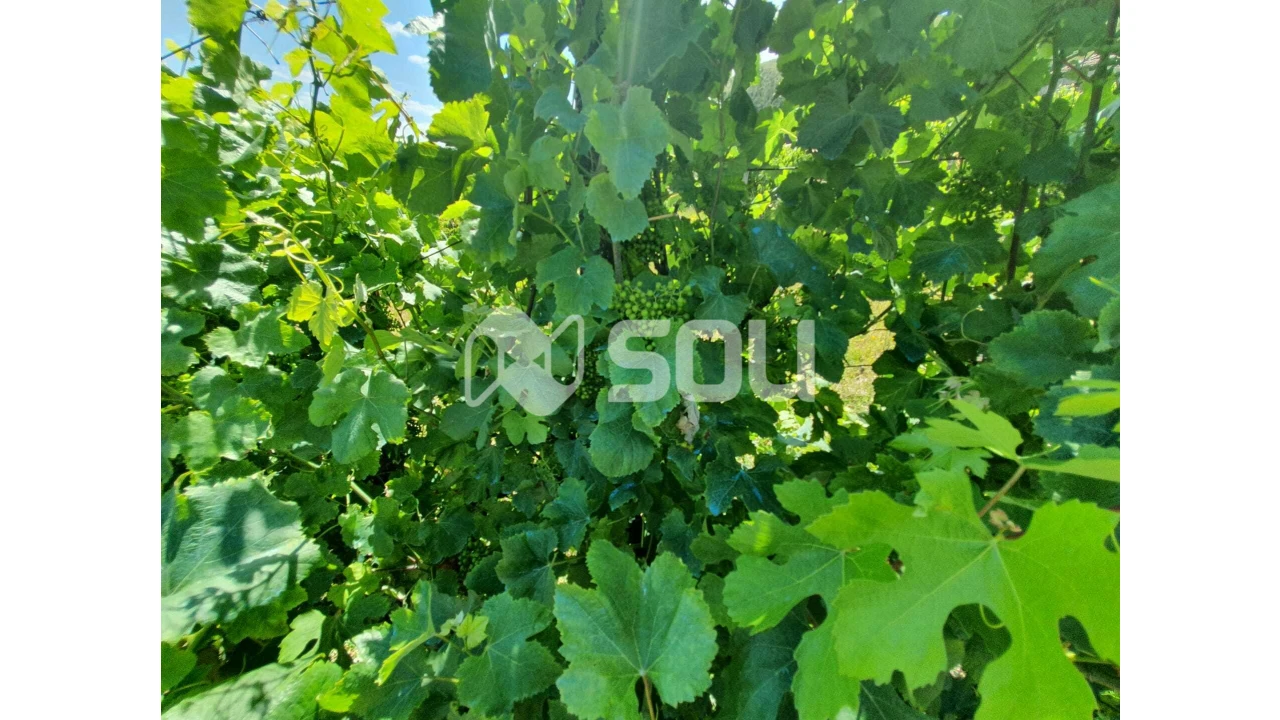 Apartamento T0 para Venda em Santa Cruz do Douro e São Tomé de Covelas Foto 9