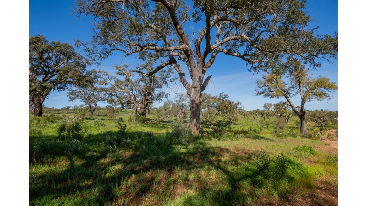 Terreno para Venda em Cercal Foto 29