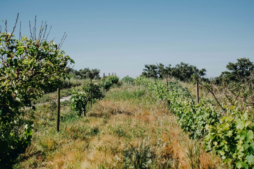Terreno para Venda em Melides Foto 16