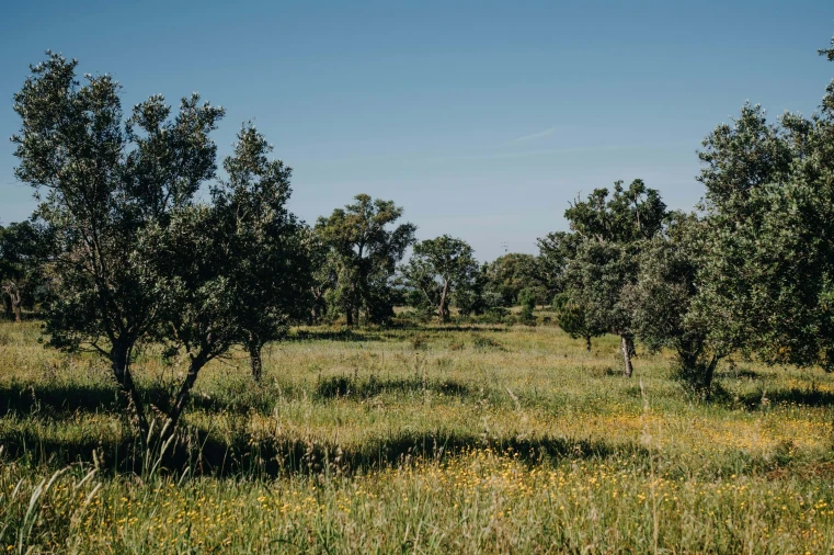 Terreno para Venda em Melides Foto 20