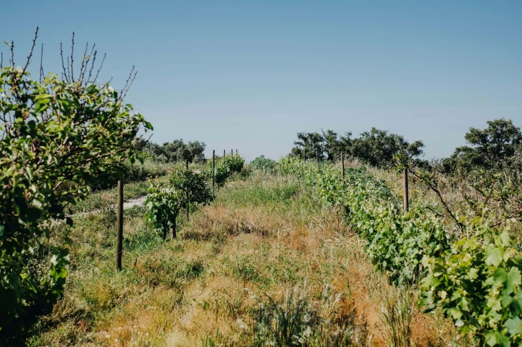 Terreno para Venda em Melides Foto 16