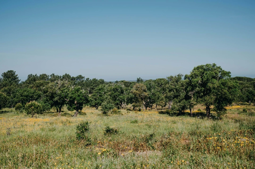 Terreno para Venda em Melides Foto 2