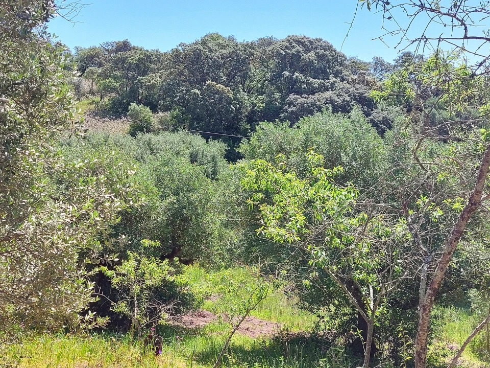 Terreno Agricola ou Rústico para Venda em Assentiz Foto 8