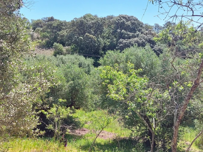 Terreno Agricola ou Rústico para Venda em Assentiz Foto 8