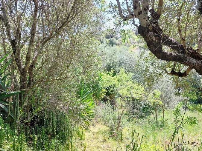 Terreno Agricola ou Rústico para Venda em Assentiz Foto 12