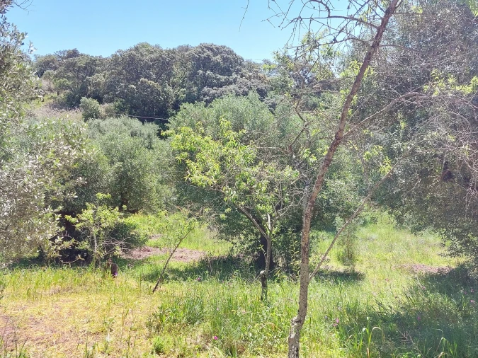 Terreno Agricola ou Rústico para Venda em Assentiz Foto 9