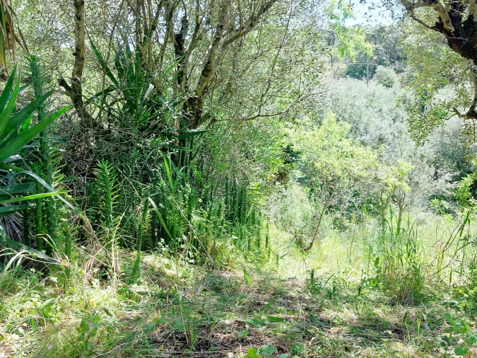Terreno Agricola ou Rústico para Venda em Assentiz Foto 10