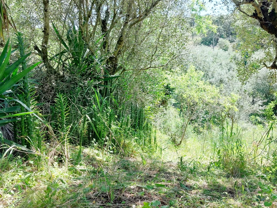 Terreno Agricola ou Rústico para Venda em Assentiz Foto 10