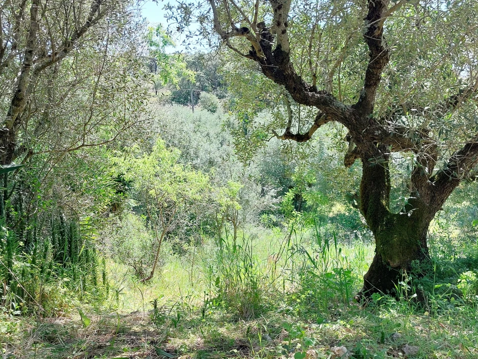 Terreno Agricola ou Rústico para Venda em Assentiz Foto 11