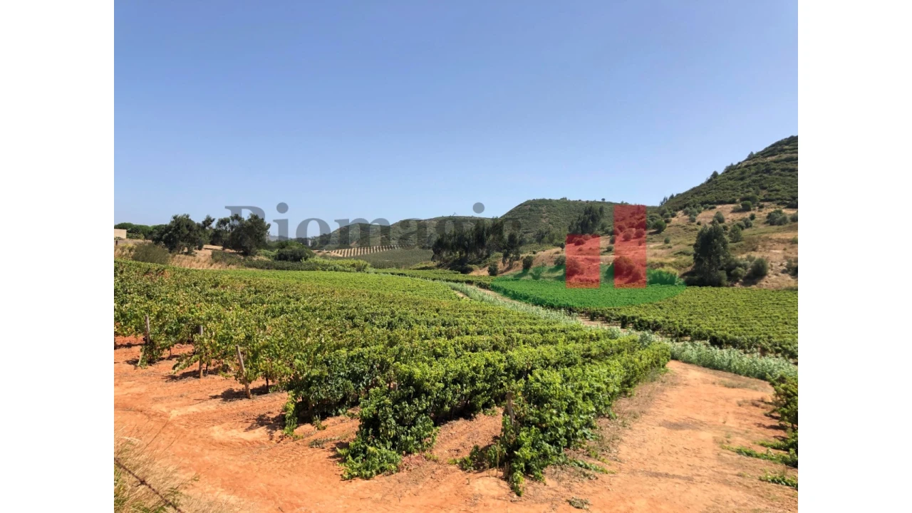 Terreno para Venda em Alcoentre Foto 5