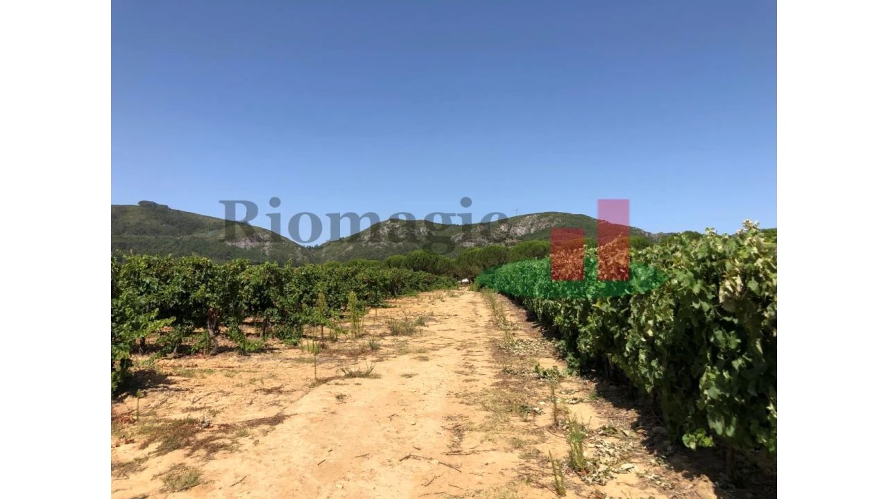 Terreno para Venda em Alcoentre Foto 8