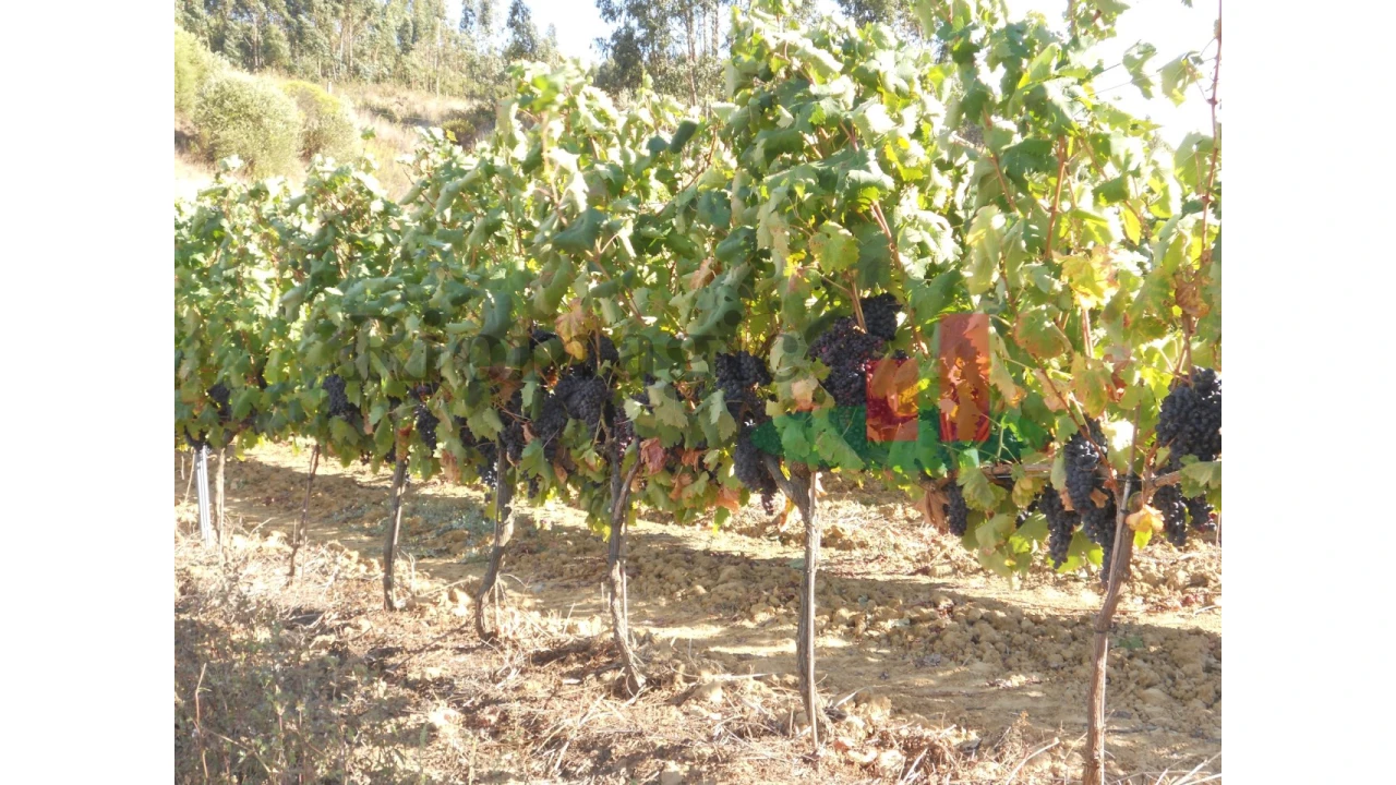 Terreno para Venda em Alcoentre Foto 9