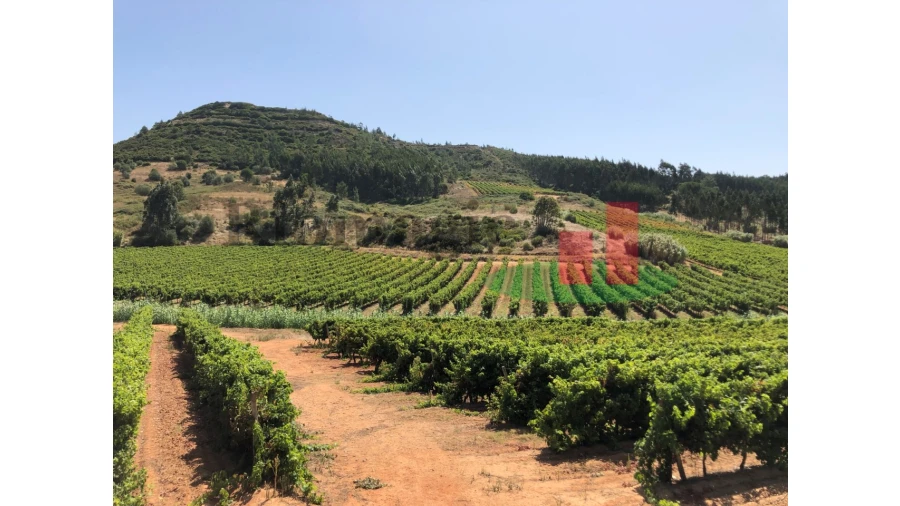 Terreno para Venda em Alcoentre Foto 3