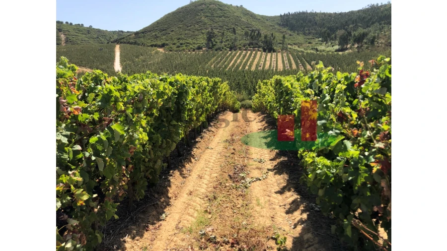 Terreno para Venda em Alcoentre Foto 2