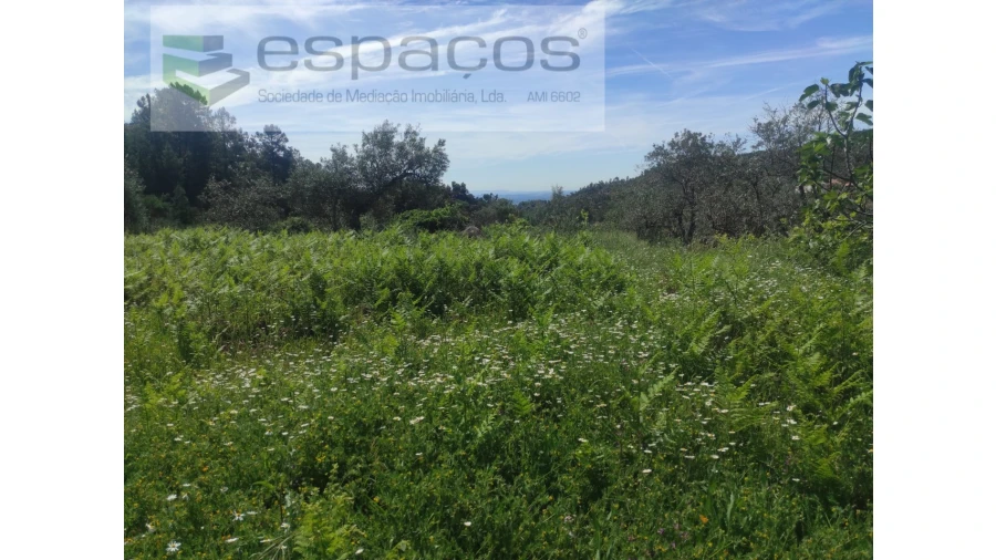 Terreno Agricola ou Rústico para Venda em São Vicente da Beira Foto 5
