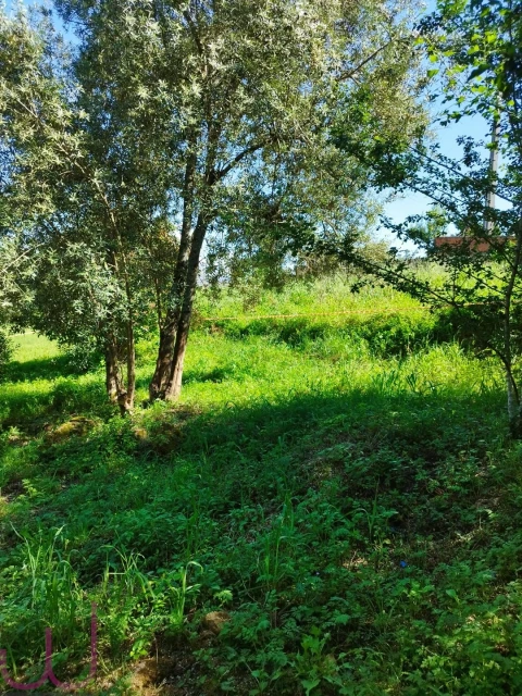 Terreno para Venda em Santa Clara e Castelo Viegas