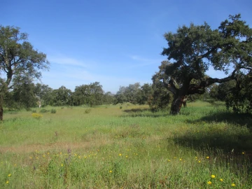 Quinta T3 para Venda em Castelo Branco