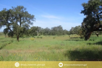 Quinta T3 para Venda em Castelo Branco