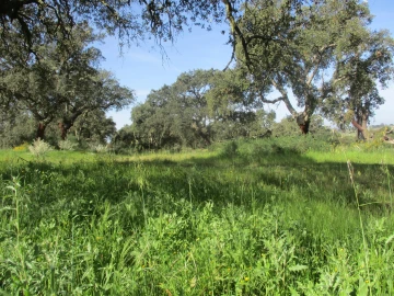 Quinta T3 para Venda em Castelo Branco