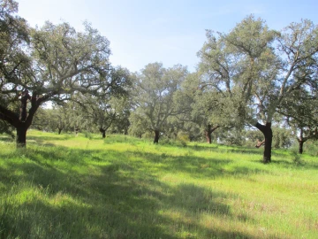 Quinta T3 para Venda em Castelo Branco