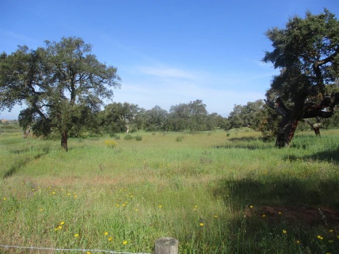 Quinta T3 para Venda em Castelo Branco Foto 4