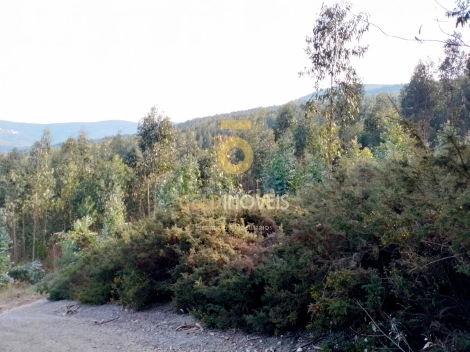 Terreno Agricola ou Rústico para Venda em Raiva, Pedorido e Paraíso Foto 2