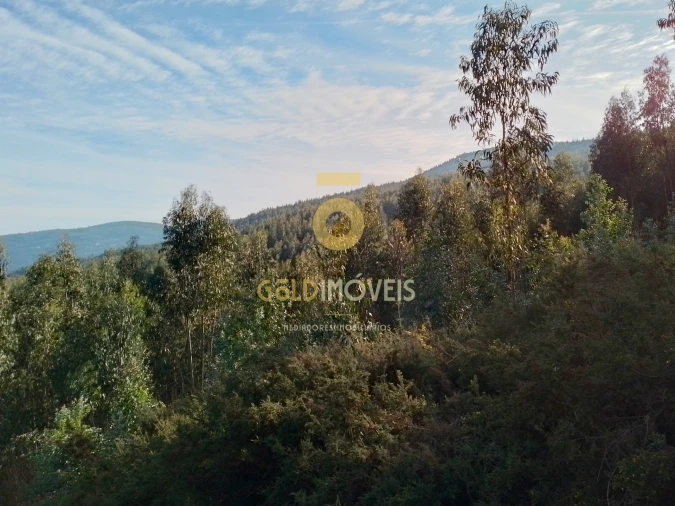 Terreno Agricola ou Rústico para Venda em Raiva, Pedorido e Paraíso Foto 5